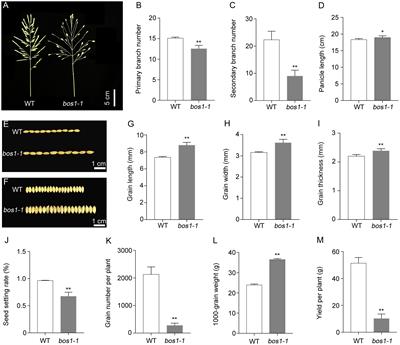 BOS1 is a basic helix–loop–helix transcription factor involved in regulating panicle development in rice